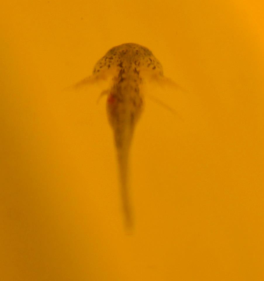 2 month old baby axolotl larvae