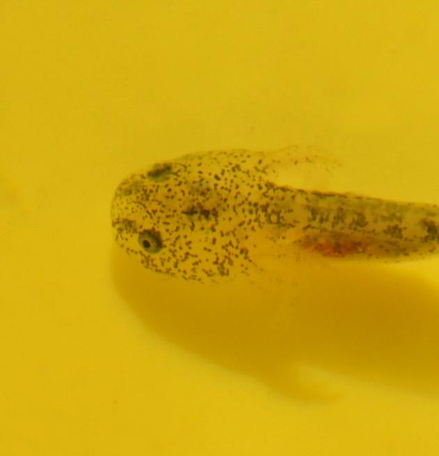 2 month old baby axolotl larvae