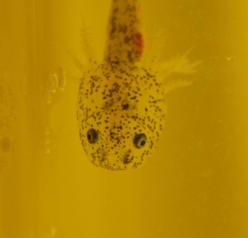 2 month old baby axolotl larvae