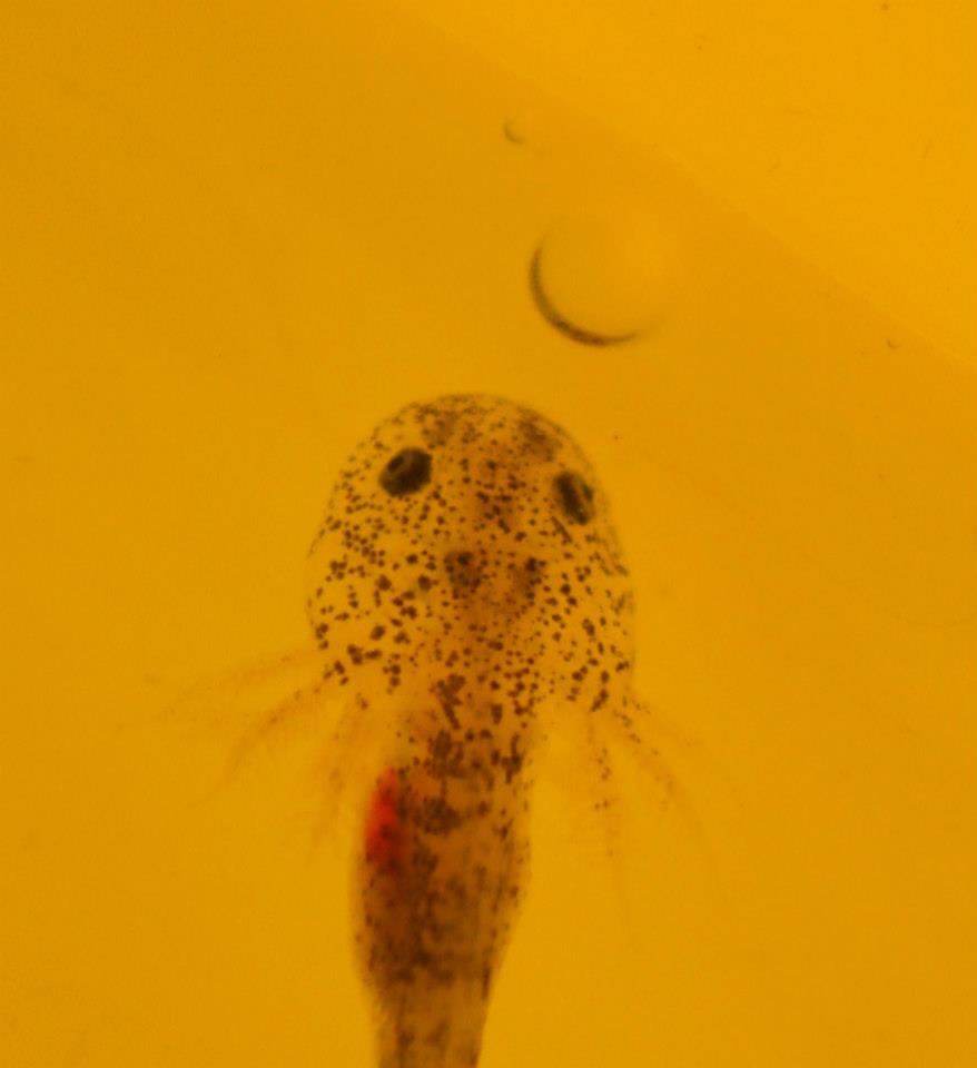 2 month old baby axolotl larvae