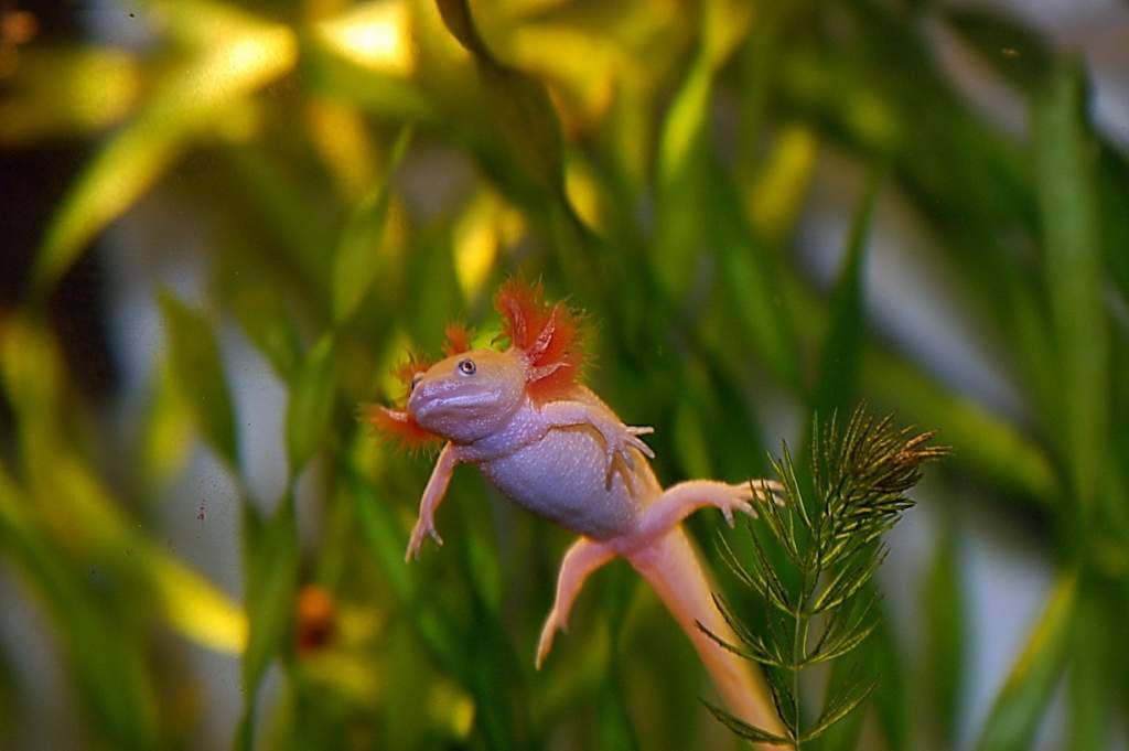 2 months old leucistic Pleurodeles waltl