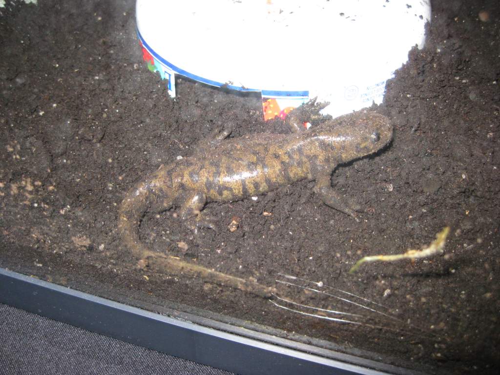 2 to 3 weeks after i found him in the basement. He loves to dig and bury himself under the dirt. Do you think hes getting fat?