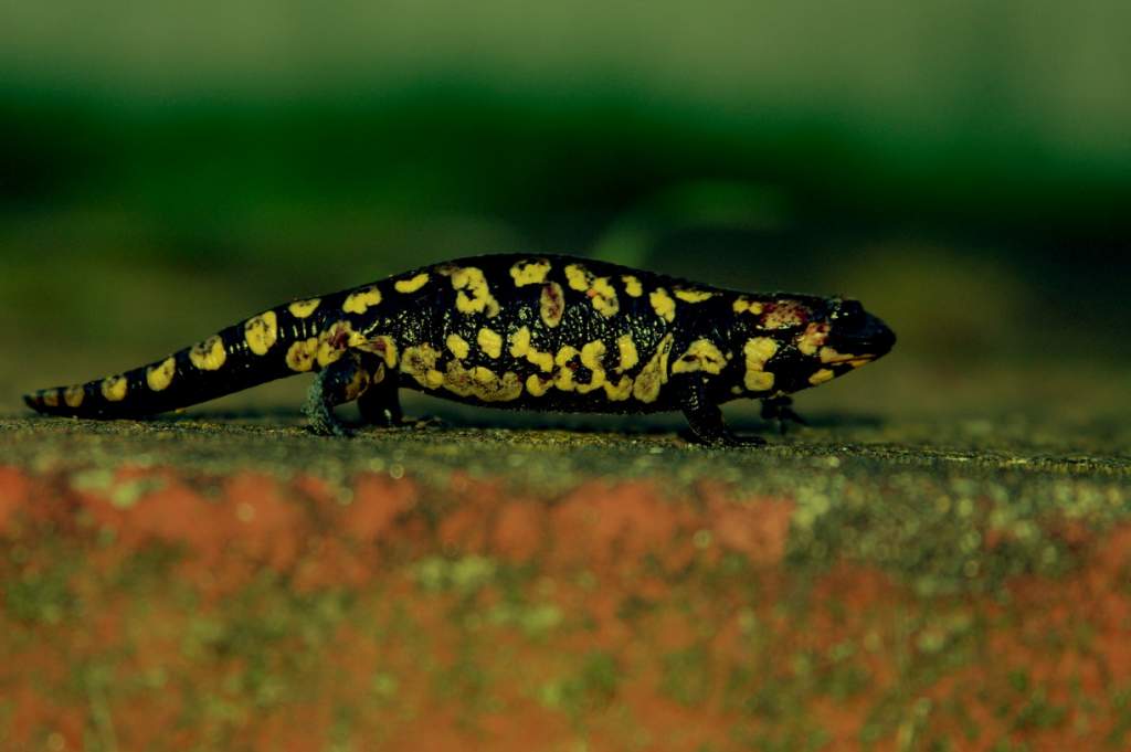 2 y.o. female Salamandra salamandra gallaica