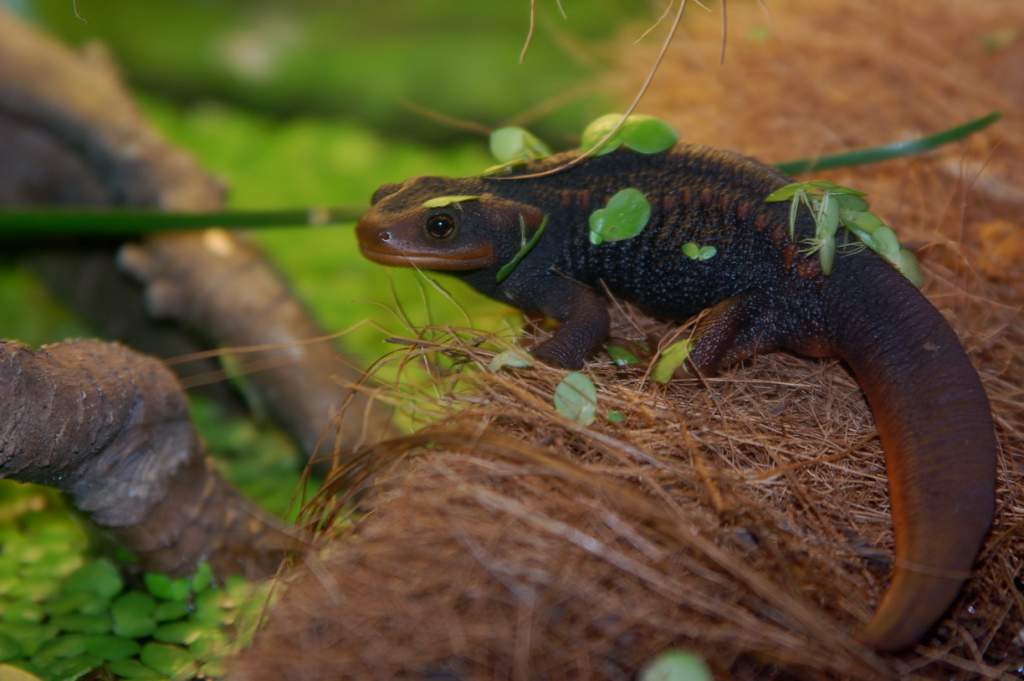 2 y.o. Tylototriton verrucosus