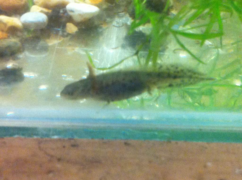 2010 CB Danube Crested newt (Triturus dobrogicus macrosomus)