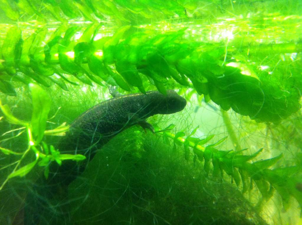 2010 CB Italian Crested Newt (Triturus c.carnifex)