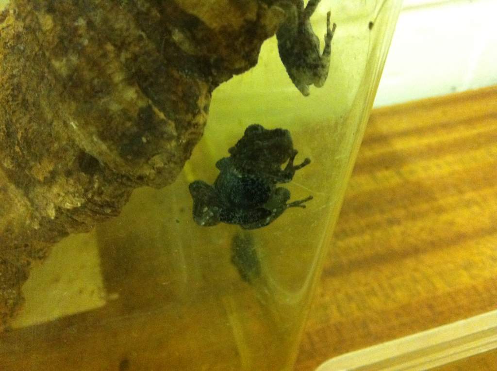 2010 CB Taylor's bug eyed frogs (Theloderma stellatum)