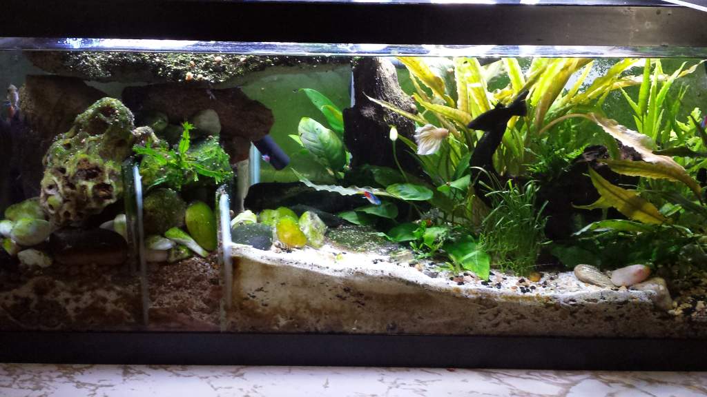 20L planted tank 2014