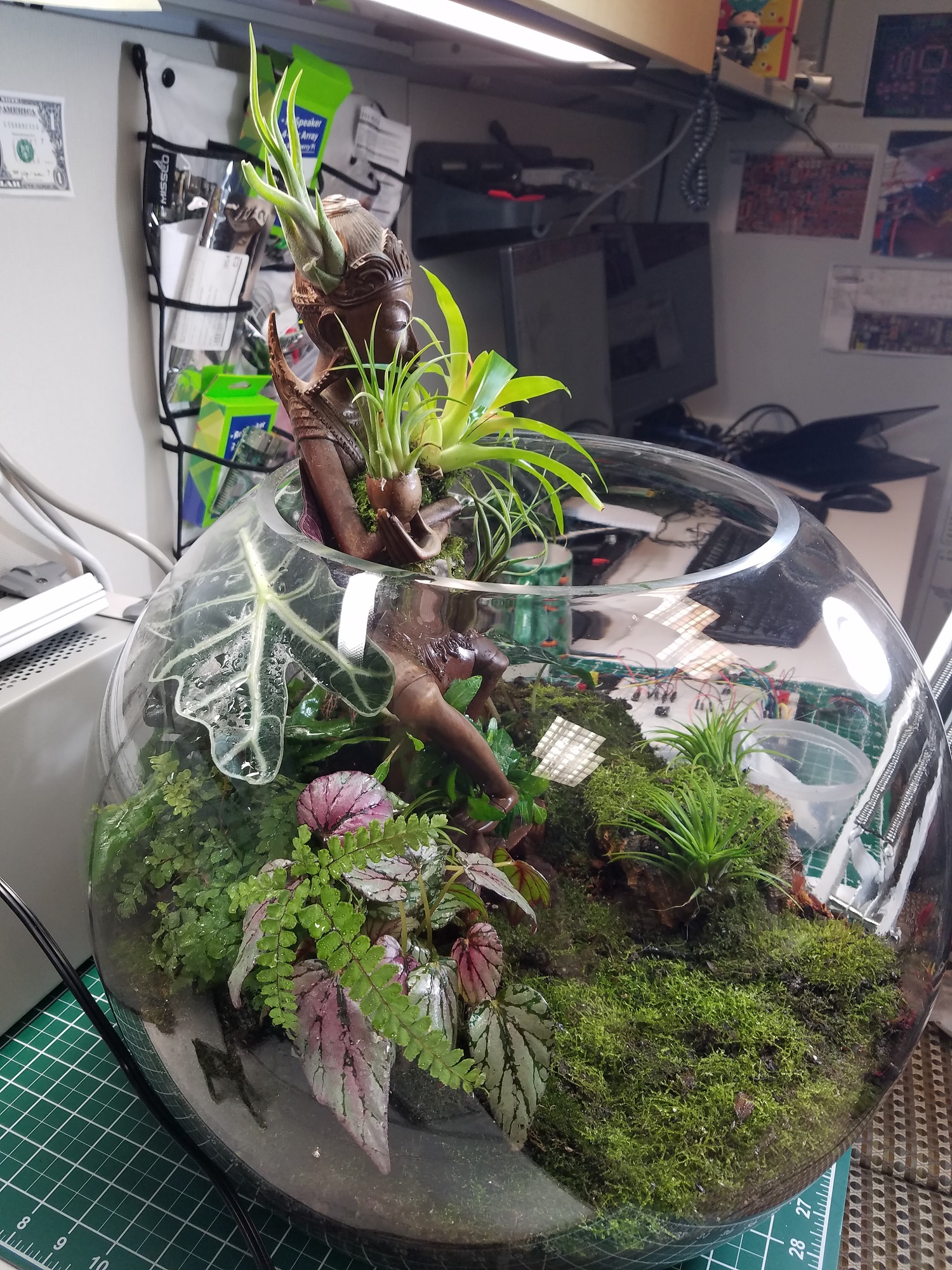 23: Completed terrarium.