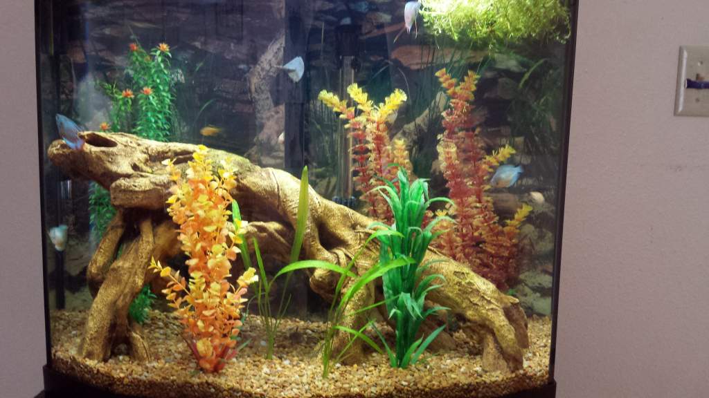 26 gallon bow front before live plants