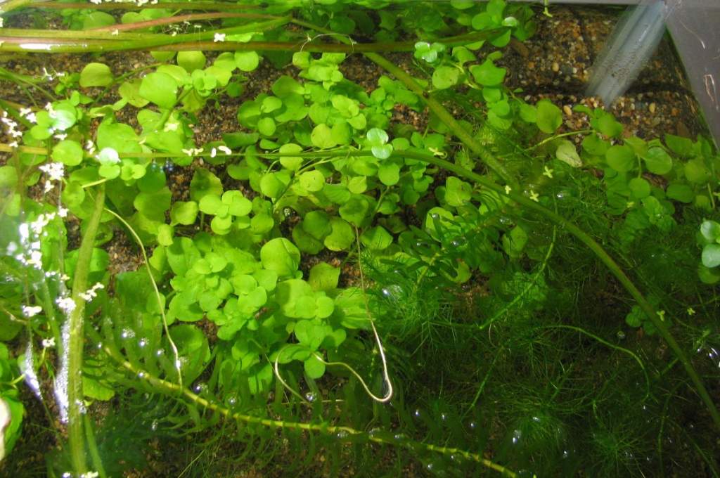 29 ga tank. After 1 month, the pennywort grows nicely and is beginning to emerge above the surface