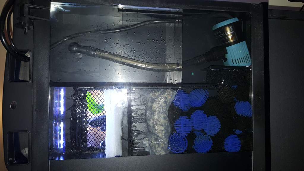 29 Gallon Modified Bio Cube Alpine Newt Set-up (Ichthyosaura alpestris) DIY Filter Trays