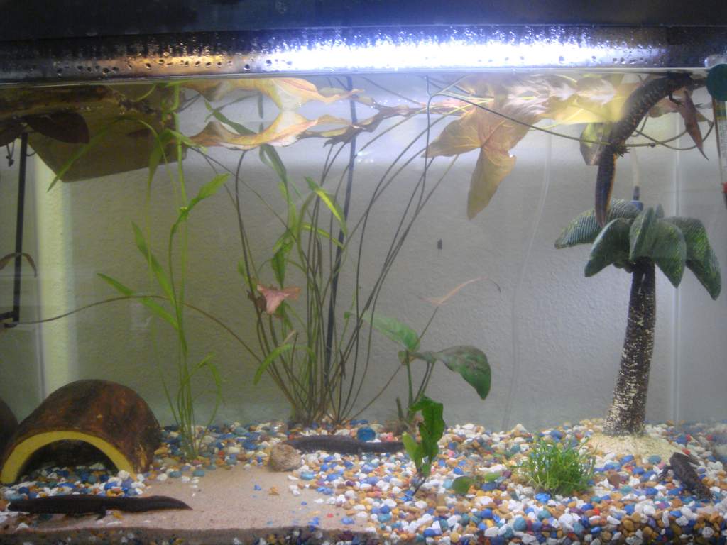 29 gallon Walstad style setup