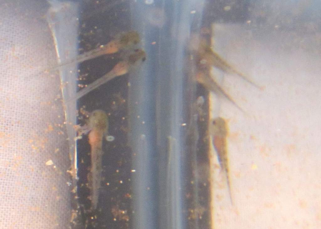 3/3 (day 18) Day 5 of all of them being hatched.  Finally big enough that you can see their big brine shrimp bellies.  Very wonderful to see.