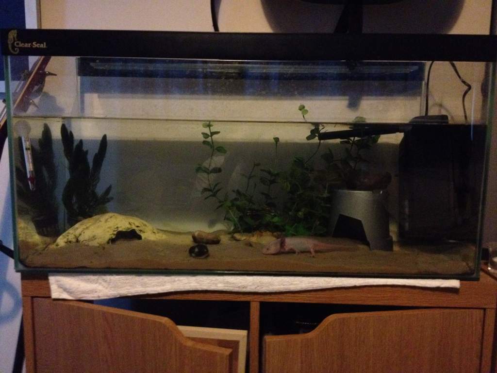 3 years on, a bigger tank and a new lay out kind of haha what do you think?