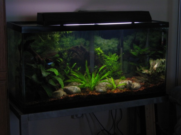 33 gallon best sale long aquarium