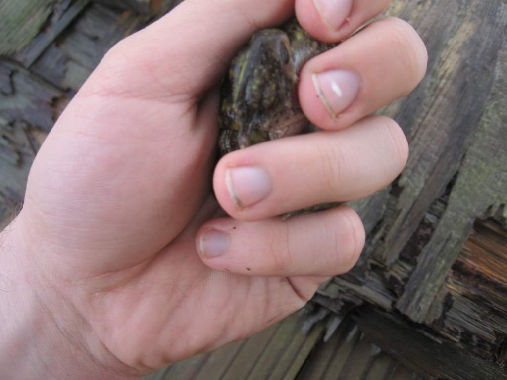 4,08 018
eastern spadefoot
the horn-like growth on the bottom of the hind foot