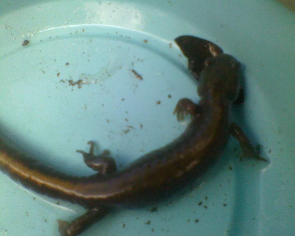 4" Ambystoma Macrodactylum (Released after this picture)
6/17/10