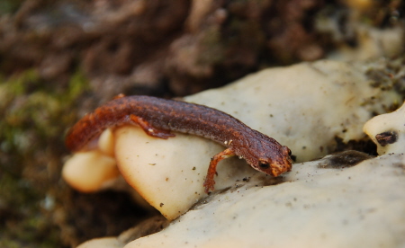 4-toed sal on fungus