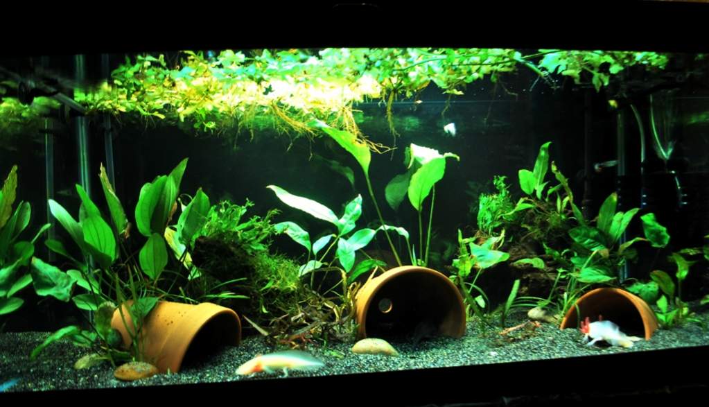 Shrimp & Pleco Paradise: 40 Gallon Aquarium Update (Lots of Baby