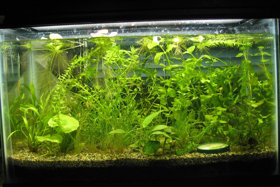 5 ga tank for newt larva and juveniles, 1 month after setup