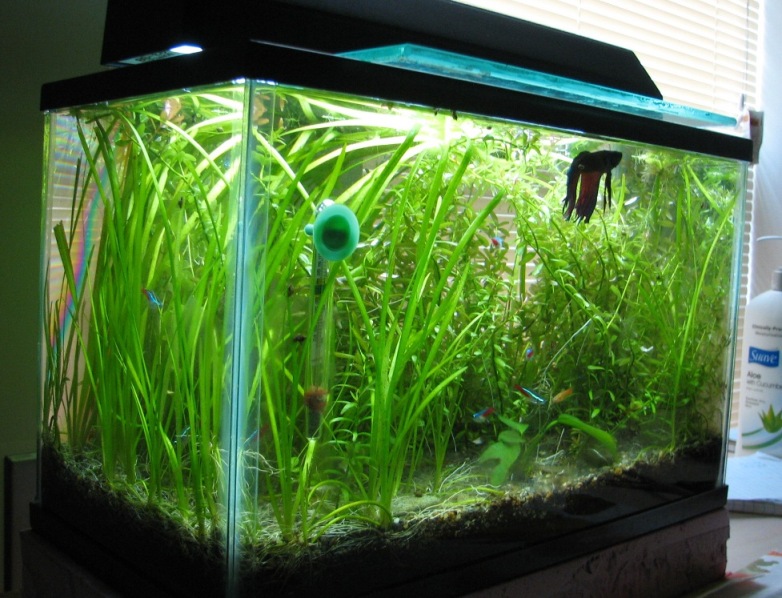 5- gallon fish tank with Vallisneria spiralis and Rotala rotundifolia,
ca. 8 months after setup