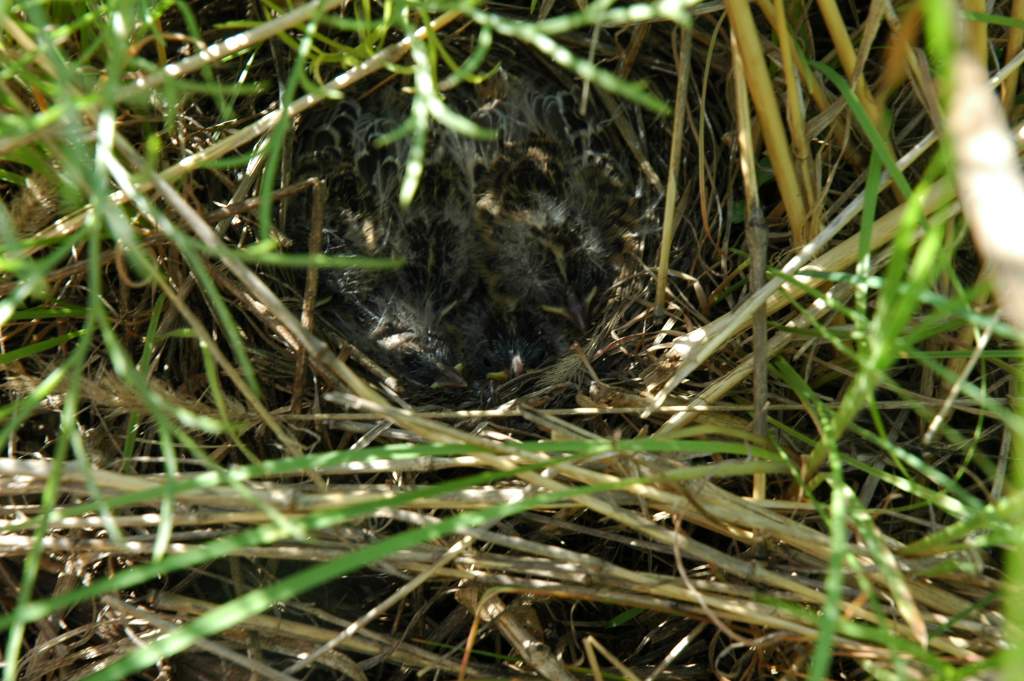 5 grasshopper sparrow babies about to fledge.  It's kind of a where's waldo picture, but trust me there are 5 babies there.