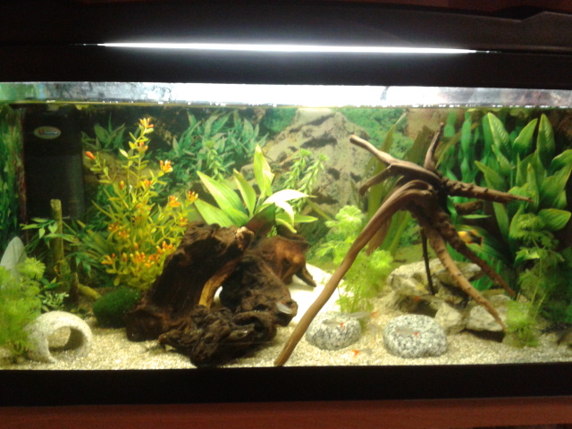 50 litre tank:- male variatus platy, glass bloodfin tetras, peppered cories