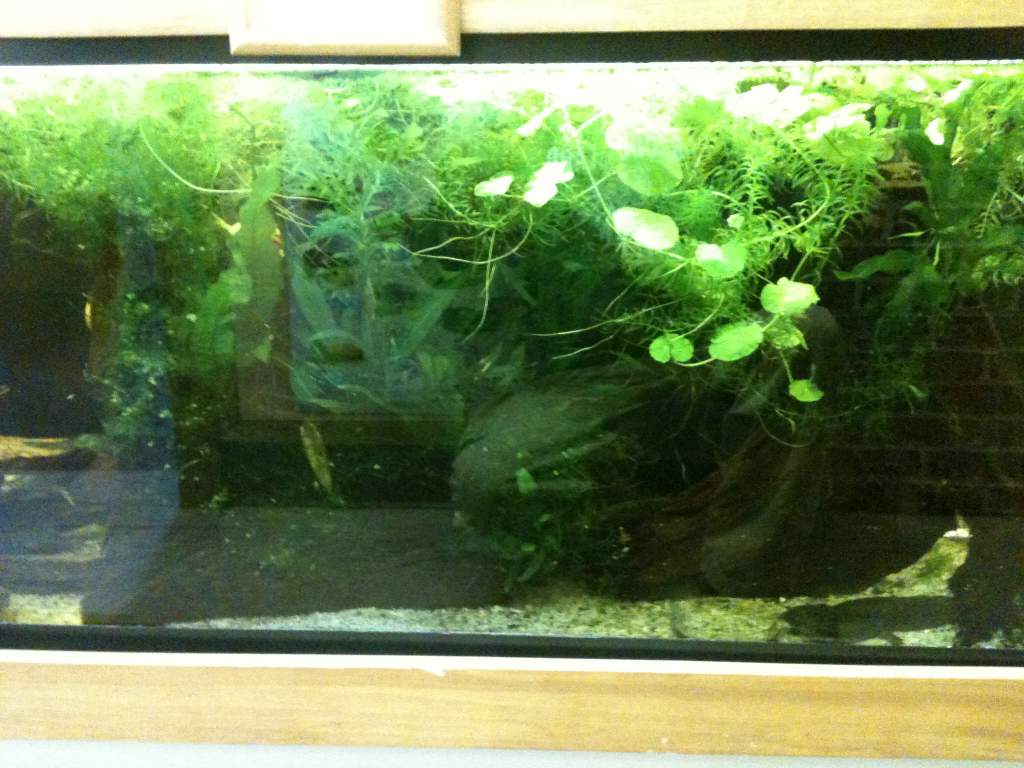 55 gallon housing 4 Axolotls