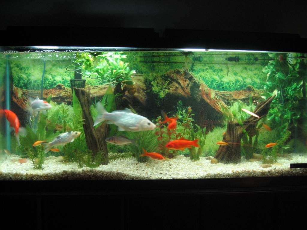 55 gallon overwintering koi tank (now only has 5 koi, no goldfish)