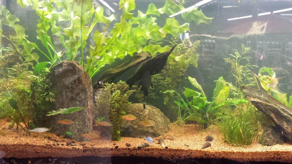 55G planted tank 2015