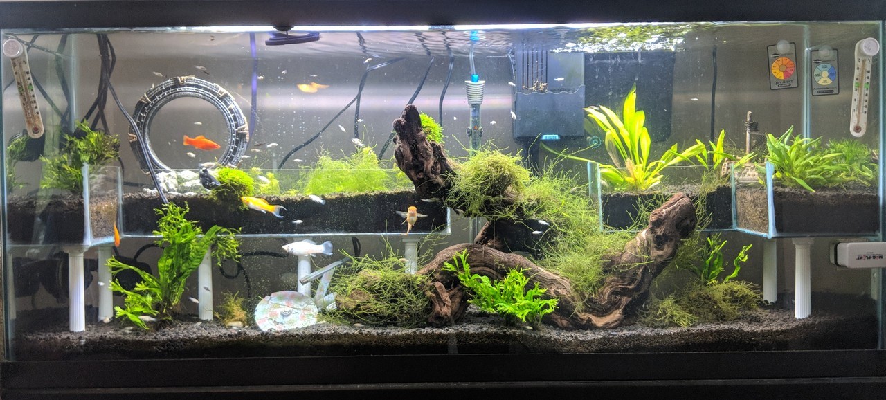 55g