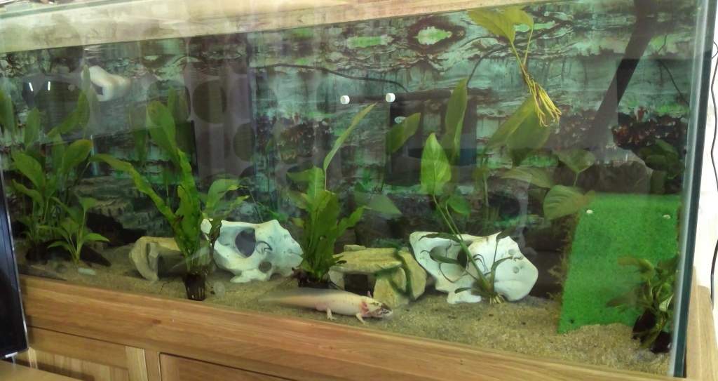 5ft by 2ft Aqua Oak tank - all 6 axolotls are now housed together