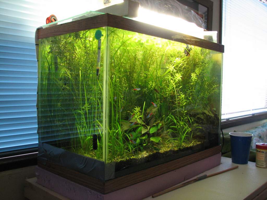 6 months after setup (June 1). Tank is now a true Walstad - no CO2, no algae, plants grow as they please