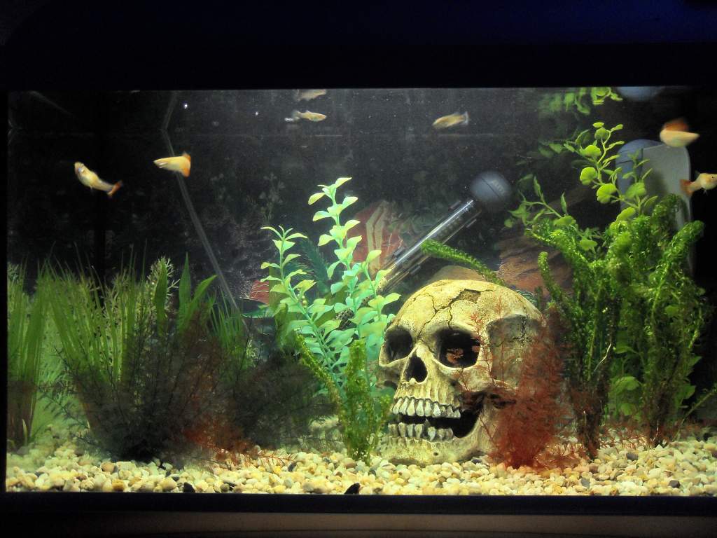 60ltr Guppy females