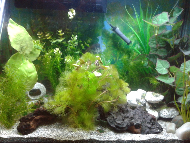 70 litre tank:- standard and green tiger barbs