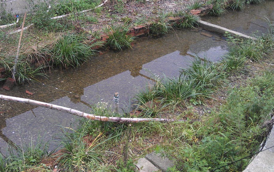 8/9 years old giant salamander pool