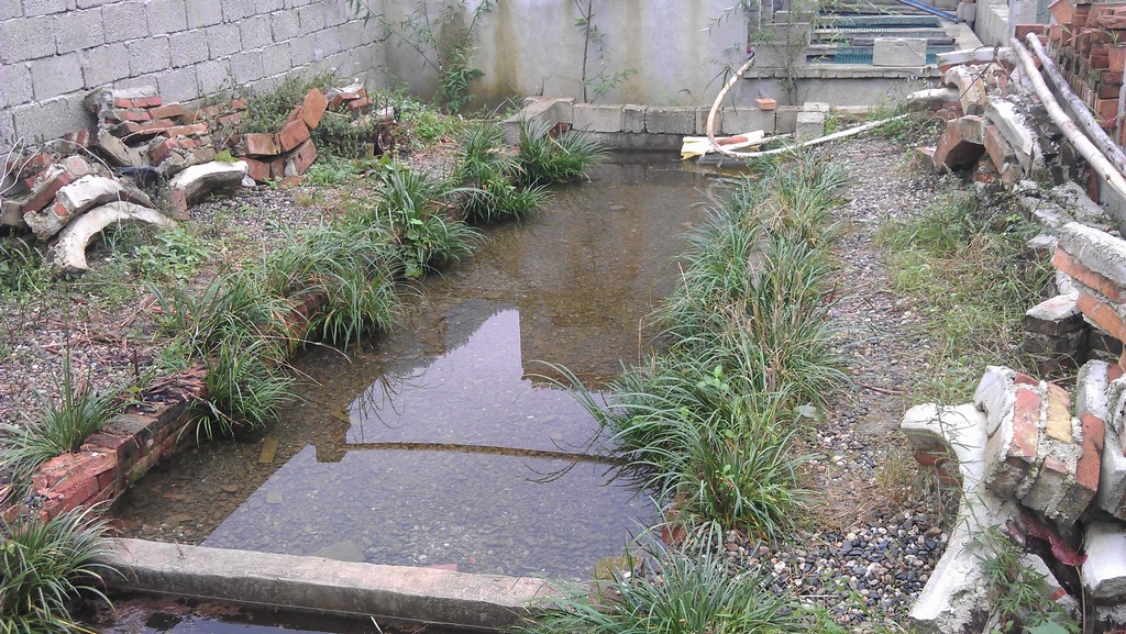 8/9 years old giant salamander pool