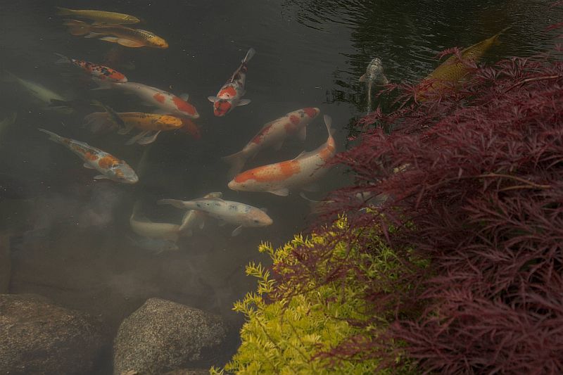 9,000 gallon koi pond close-up.