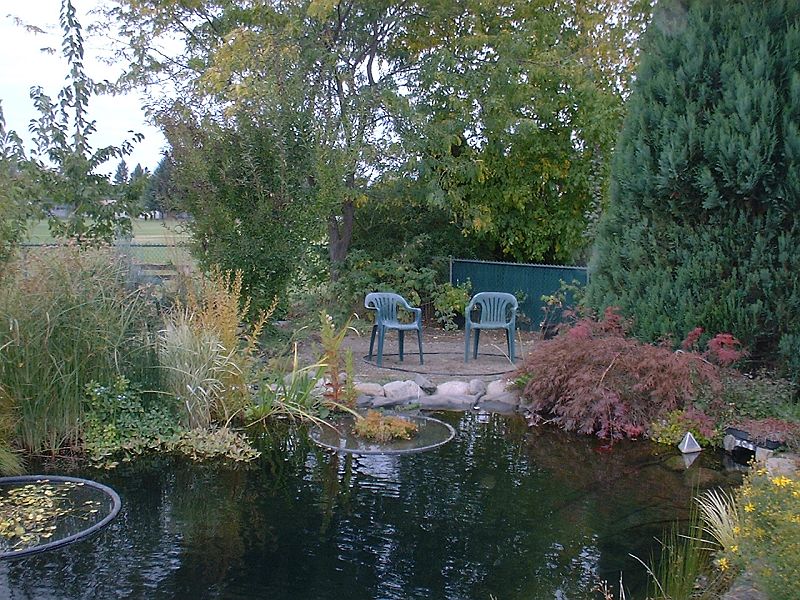 9,000 gallon koi pond, north end.