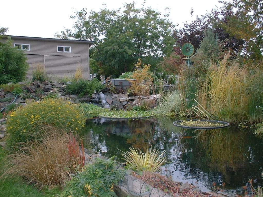 9,000 gallon koi pond, south end.