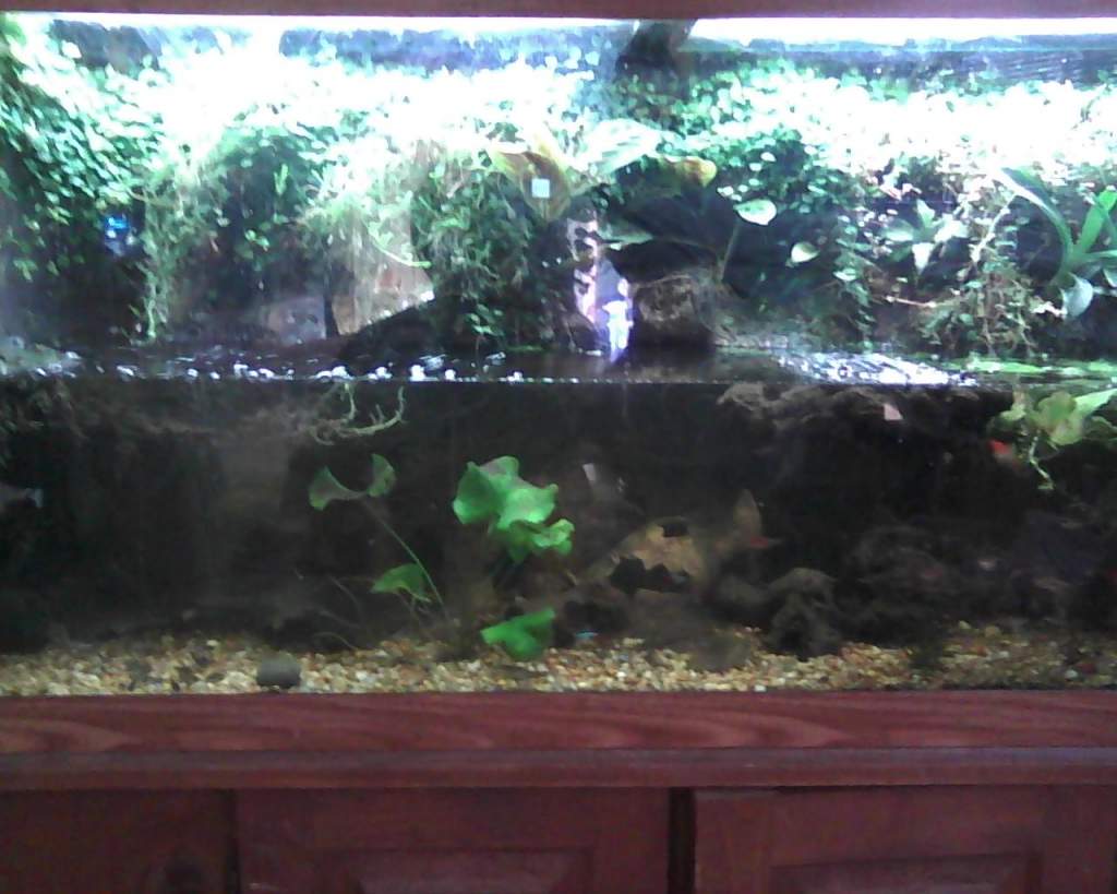 90g vivarium housing a pair of California rough skin newts (taricha granulosa), as well as assorted small fishes.