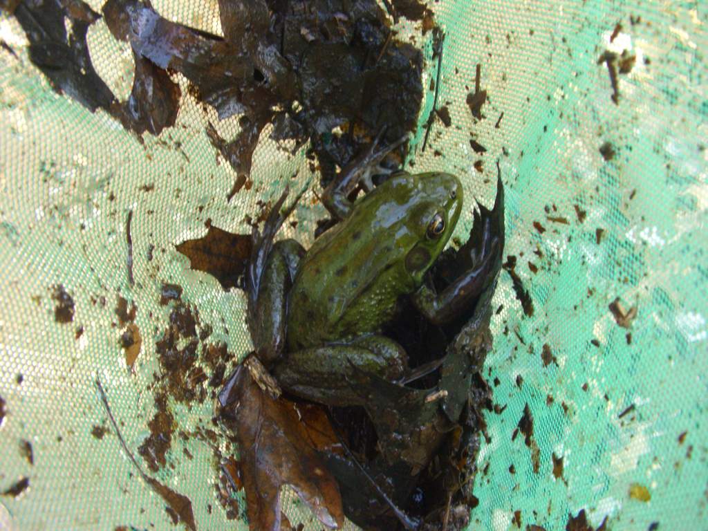 A beautiful Green Frog.