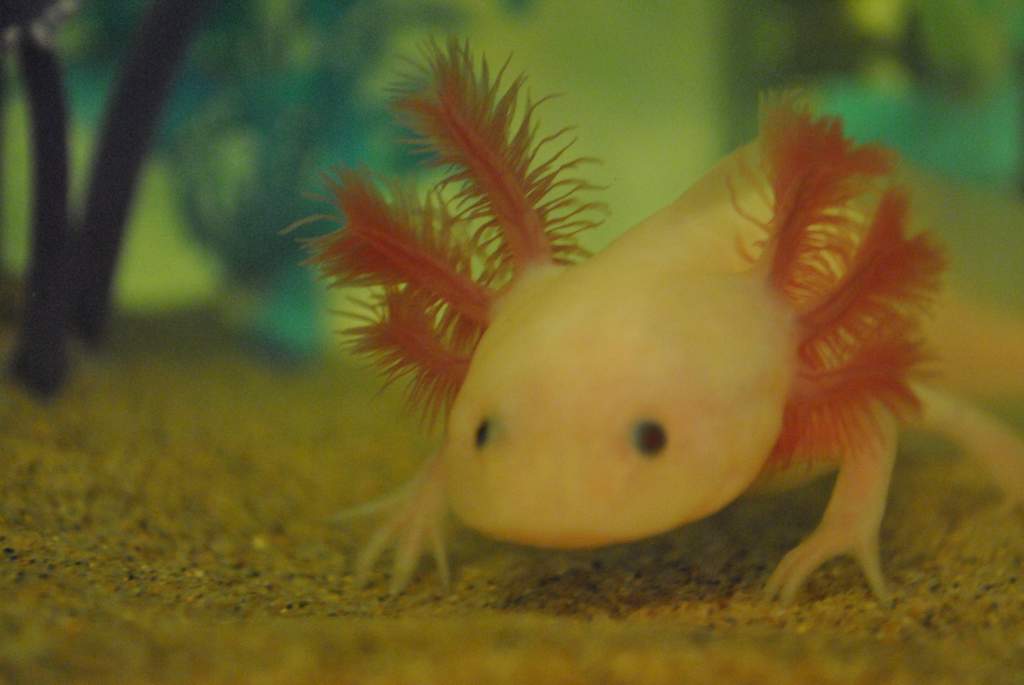 A bit blurry, but I tried to get a good picture of his gills. They're so fluffy!