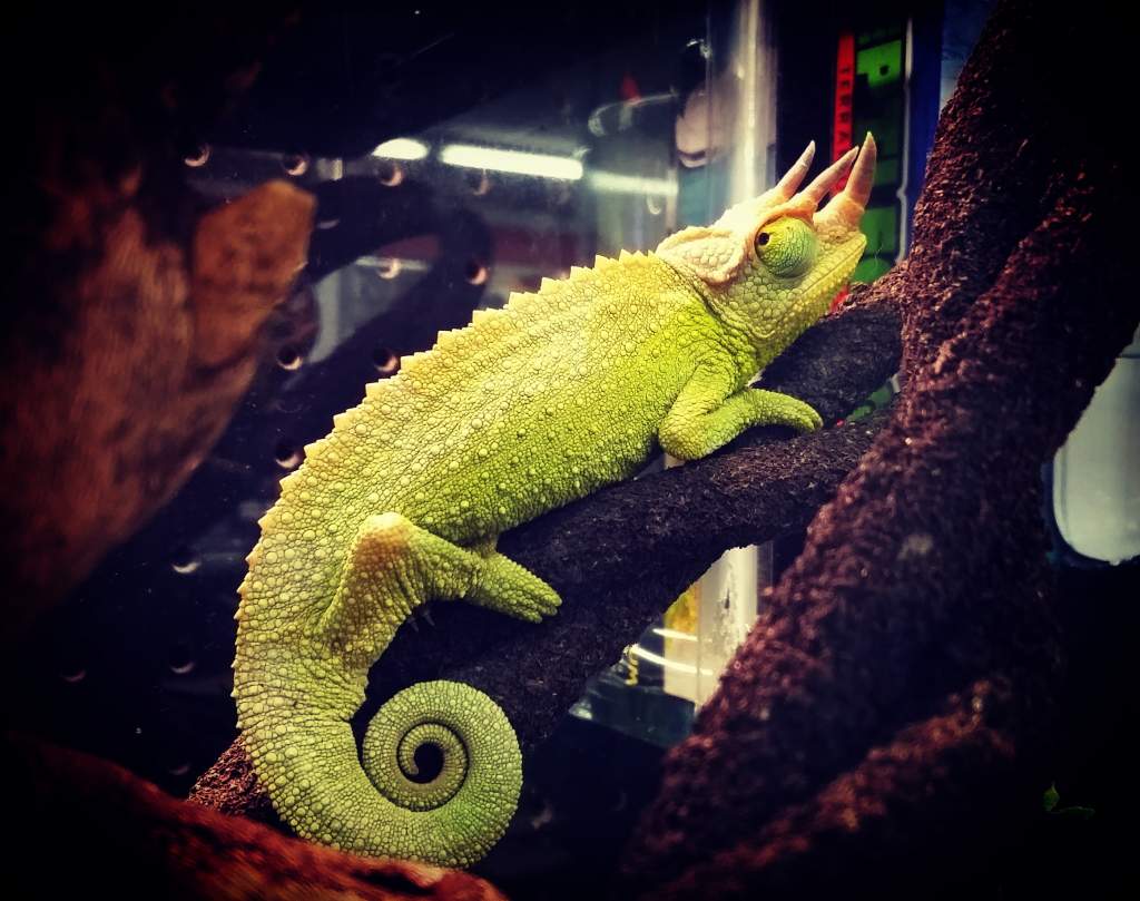 A chameleon at my local pet store.