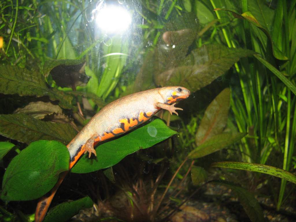 a cynops chenggongensis female in my Walstad tank