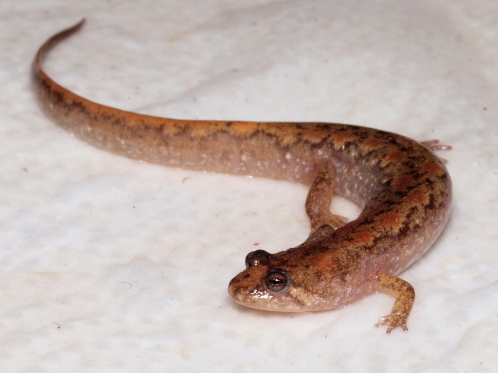 A D. conanti adult caught by searching through leaf litter within 1 m of the stream edge at a ravine type stream.