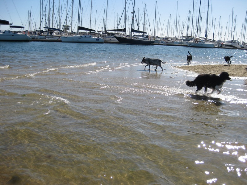 A Dog Beach, for all dogs great and small, for all owners sane and insane, and there is some boats too!