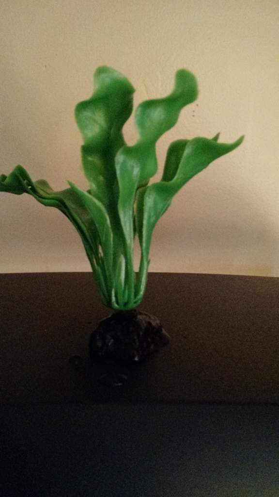 A fake looking plant with wide leaves