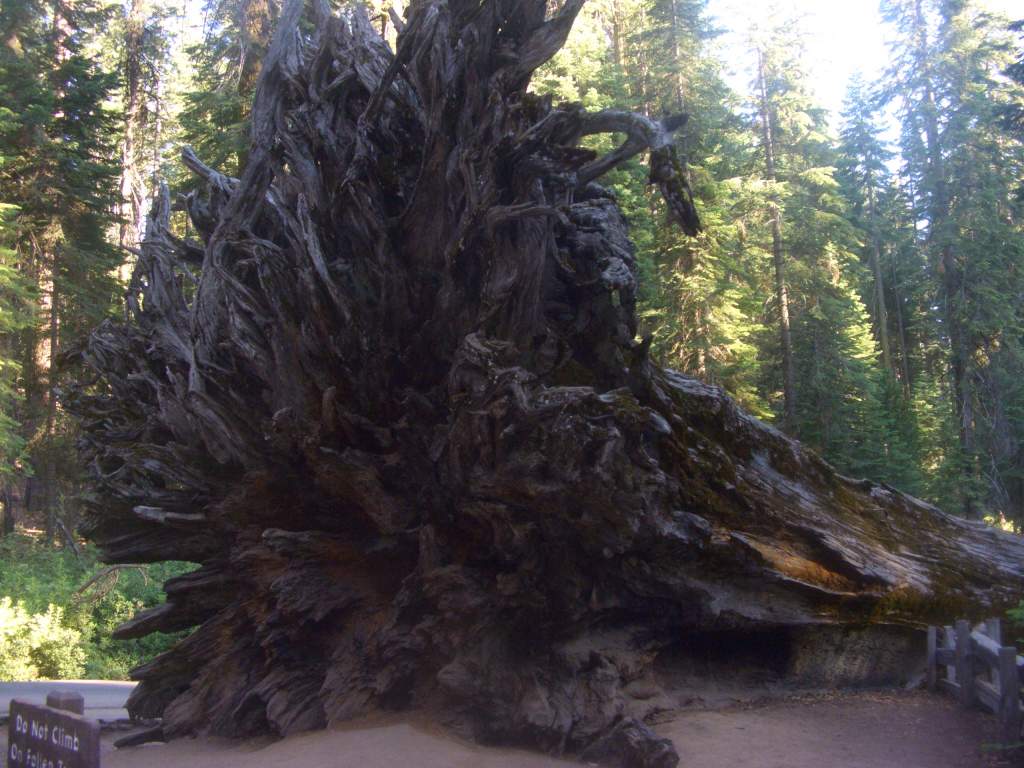 A fallen great sequoia in Great Sequoia Park.